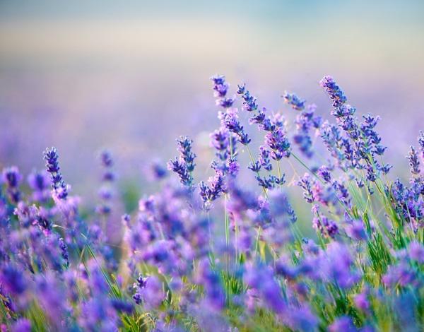 Restorative Garden Spa Break